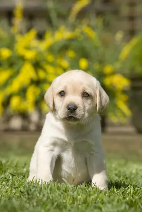 Framed Print : Dog - Labrador puppy Framed Print : Dog - Labrador puppy