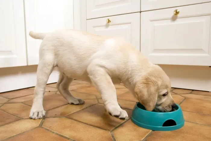Framed Print : Dog - Labrador puppy eating Framed Print : Dog - Labrador puppy eating