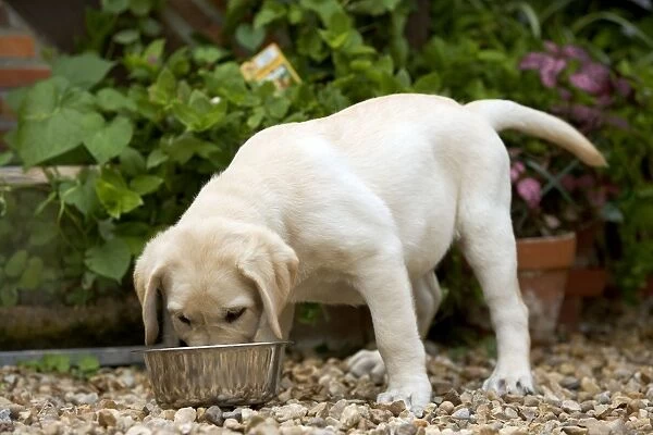 Dog - Labrador puppy eating from bowl