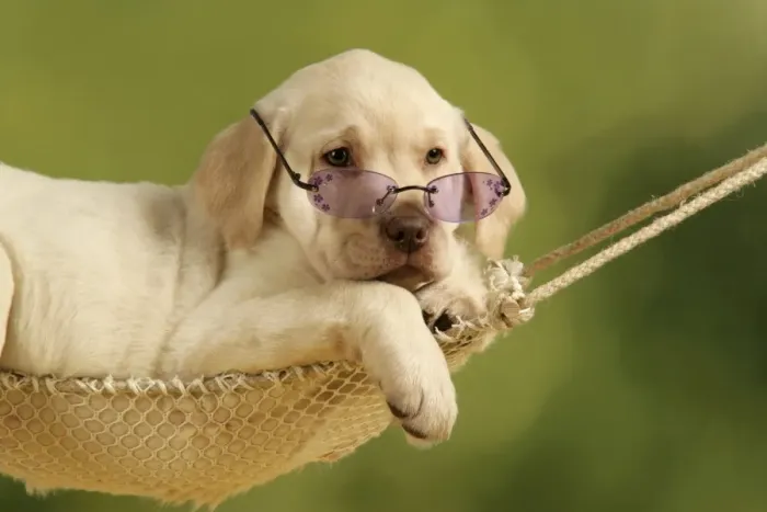 Framed Print : Dog - Labrador puppy in hammock with sunglasses Framed Print : Dog - Labrador puppy in hammock with sunglasses