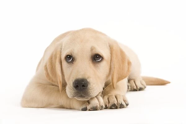 Dog - Labrador puppy lying in studio