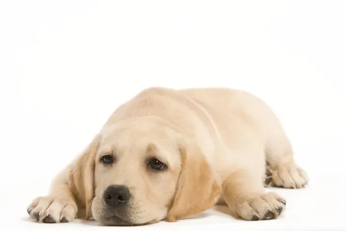 Framed Print : Dog - Labrador puppy lying in studio Framed Print : Dog - Labrador puppy lying in studio