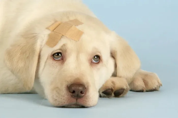 Framed Print : Dog - Labrador puppy with a plaster on head Framed Print : Dog - Labrador puppy with a plaster on head