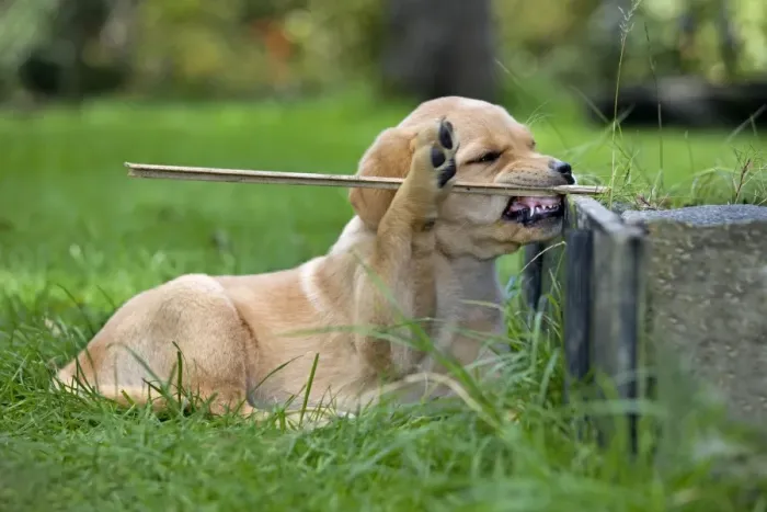 Framed Print : Dog - Labrador puppy - playing with stick in garden Framed Print : Dog - Labrador puppy - playing with stick in garden