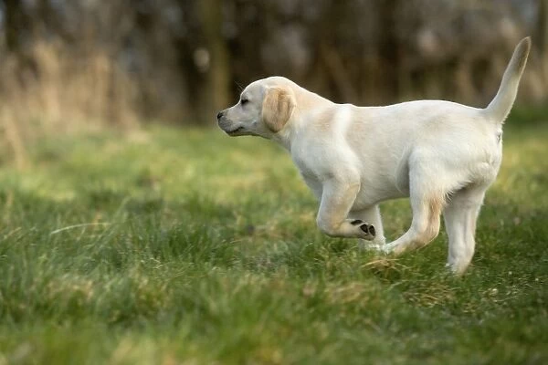 Dog - Labrador puppy running