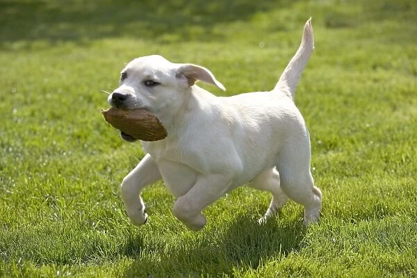 Dog - labrador puppy running with toy in mouth