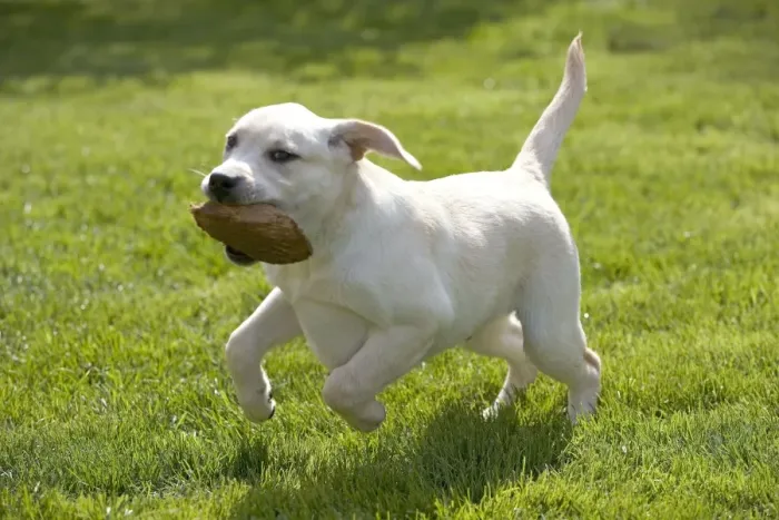 Framed Print : Dog - labrador puppy running with toy in mouth Framed Print : Dog - labrador puppy running with toy in mouth