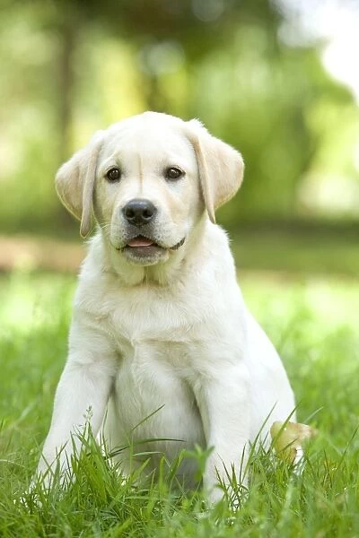 Dog - Labrador puppy sitting down in grass