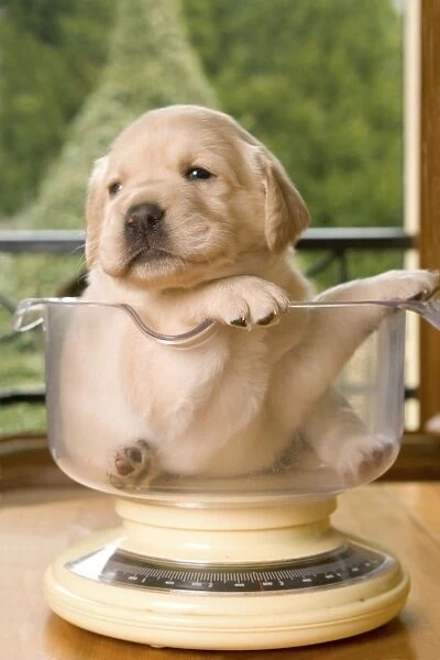 Dog - Labrador puppy sitting in measuring bowl