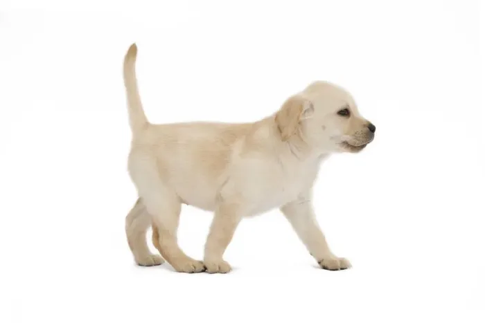 Framed Print : Dog - Labrador puppy in studio Framed Print : Dog - Labrador puppy in studio