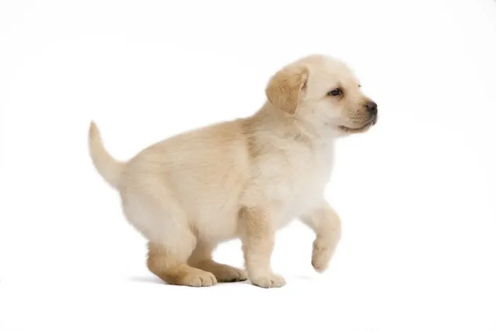 Framed Print : Dog - Labrador puppy in studio Framed Print : Dog - Labrador puppy in studio