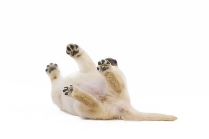 Framed Print : Dog - Labrador puppy in studio rolling on back Framed Print : Dog - Labrador puppy in studio rolling on back