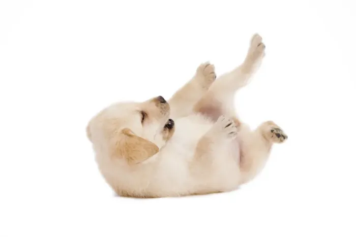 Framed Print : Dog - Labrador puppy in studio rolling on back Framed Print : Dog - Labrador puppy in studio rolling on back