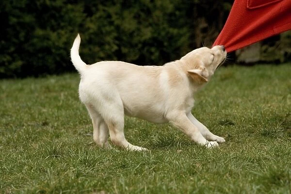 Dog - Labrador puppy tugging on material