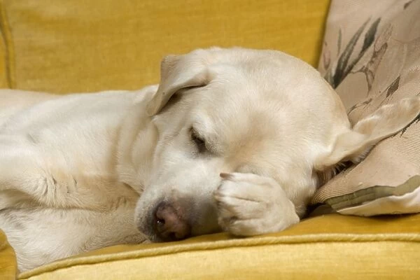 Dog - labrador resting on sofa