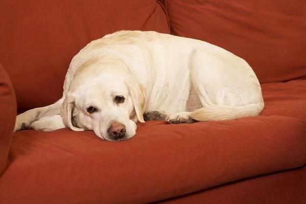 Dog - Labrador resting on sofa
