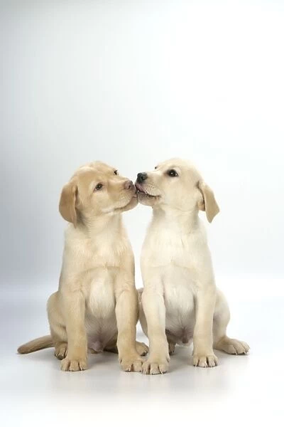 DOG. Labrador Retriever - 9 wk old puppies sitting down kissing