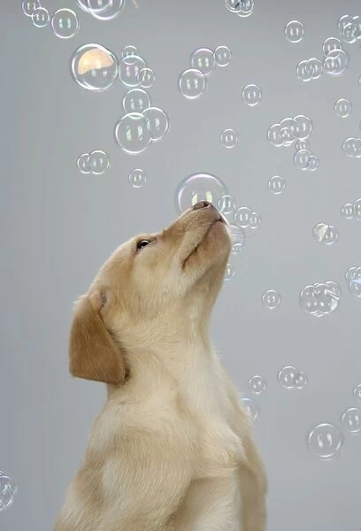 DOG. Labrador Retriever - 9 wk old puppies looking up at bubbles