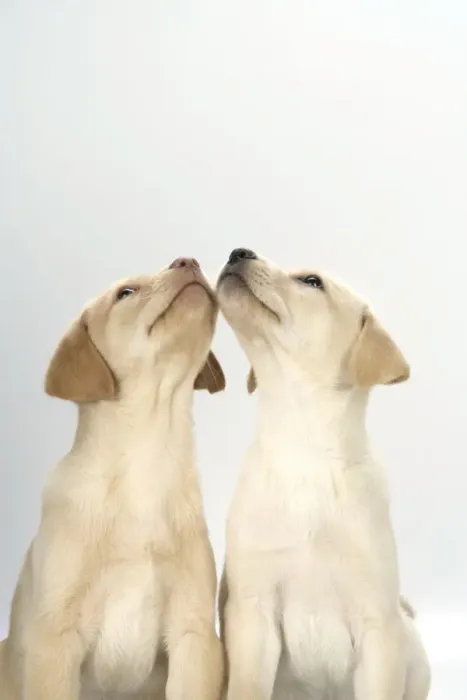 Framed Print : DOG. Labrador Retriever - 9 wk old puppies looking up Framed Print : DOG. Labrador Retriever - 9 wk old puppies looking up