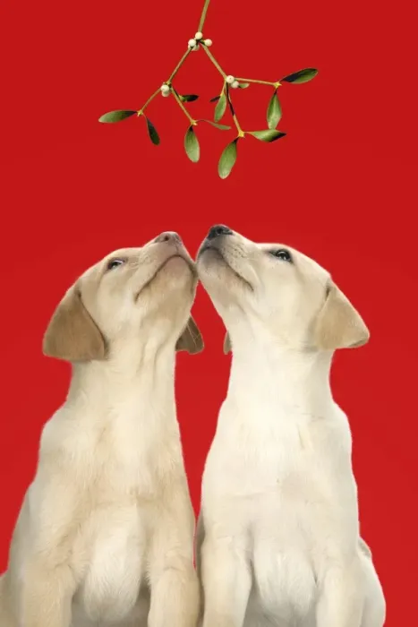 Framed Print : DOG. Labrador Retriever - 9 wk old puppies looking up at mistletoe Framed Print : DOG. Labrador Retriever - 9 wk old puppies looking up at mistletoe