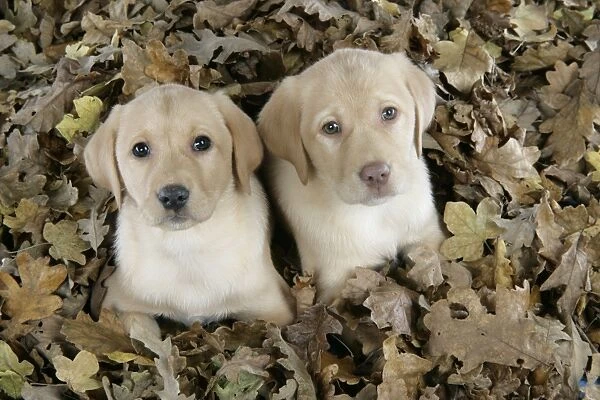 DOG. Labrador Retriever - 9 wk old puppies lying down in leaves