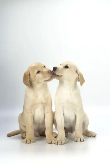 Framed Print : DOG. Labrador Retriever - 9 wk old puppies sitting down kissing Framed Print : DOG. Labrador Retriever - 9 wk old puppies sitting down kissing