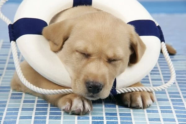 DOG. Labrador Retriever - 9 wk old puppy asleep wearing a lifebouy