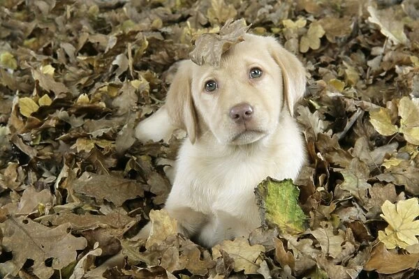 DOG. Labrador Retriever - 9 wk old puppy lying down in leaves