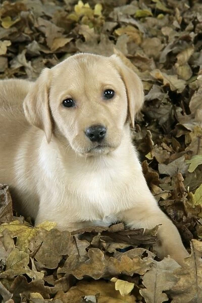 DOG. Labrador Retriever - 9 wk old puppy lying down in leaves