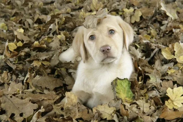 Framed Print : DOG. Labrador Retriever - 9 wk old puppy lying down in leaves Framed Print : DOG. Labrador Retriever - 9 wk old puppy lying down in leaves
