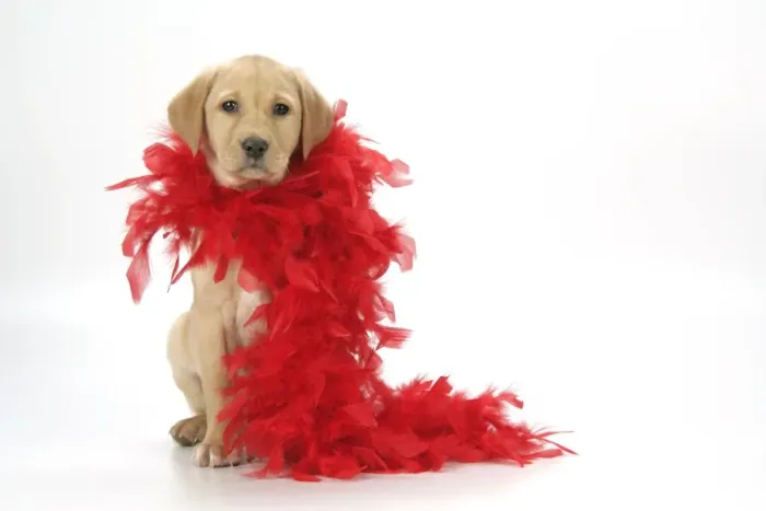 Framed Print : DOG. Labrador Retriever - 9 wk old puppy with red feather boa Framed Print : DOG. Labrador Retriever - 9 wk old puppy with red feather boa