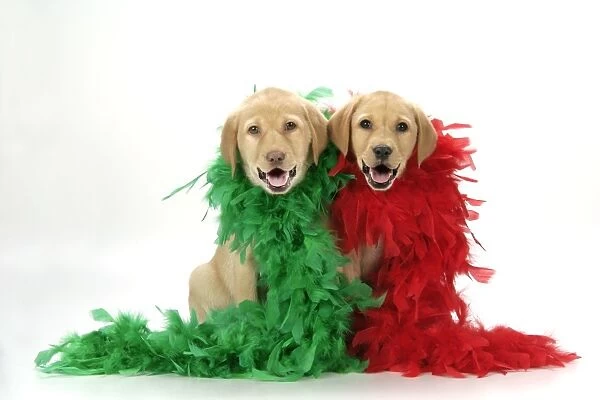 DOG. Labrador Retriever puppies (9 wks old) with red & green feather boa Digital Manipulation: added smiling mouths, lifted eyelids