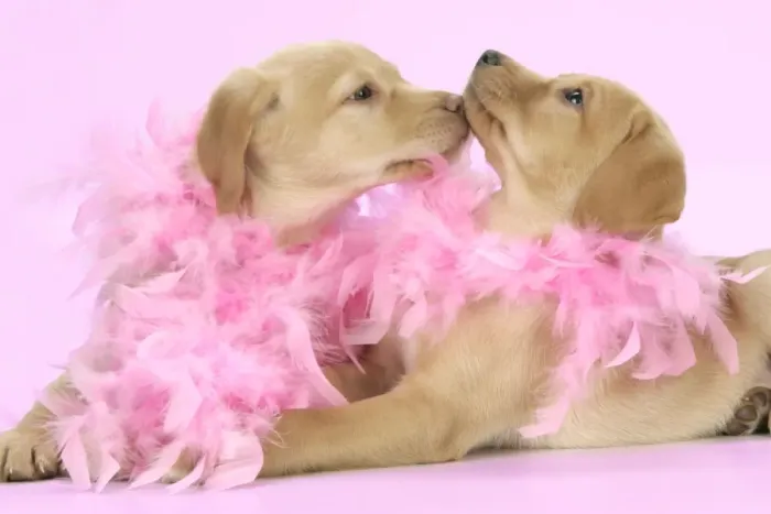 Framed Print : DOG. Labrador Retriever puppies (9 wks old) kissing with pink feather boa