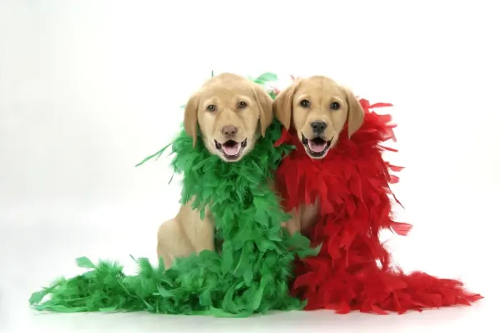 Framed Print : DOG. Labrador Retriever puppies (9 wks old) with red & green feather boa Digital Manipulation: added smiling mouths, lifted eyelids Framed Print : DOG. Labrador Retriever puppies (9 wks old) with red & green feather boa Digital Manipulation: added smiling mouths, lifted eyelids