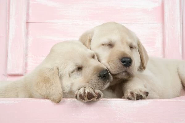 DOG. Labrador retriever puppies asleep in a wooden box