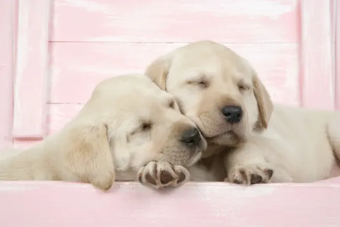 Framed Print : DOG. Labrador retriever puppies asleep in a wooden box Framed Print : DOG. Labrador retriever puppies asleep in a wooden box