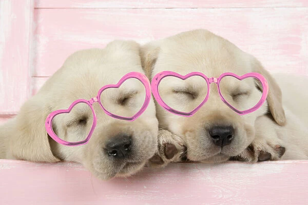 DOG. Labrador retriever puppies asleep in a wooden box wearing heart shaped glasses
