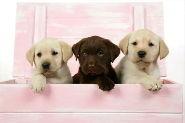 Labrador Retriever Puppies in a Wooden Box Art Prints