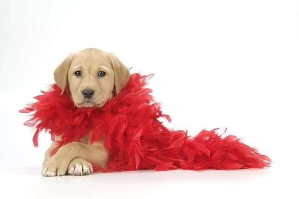 DOG. Labrador Retriever puppy (9 wks old ) with red feather boa