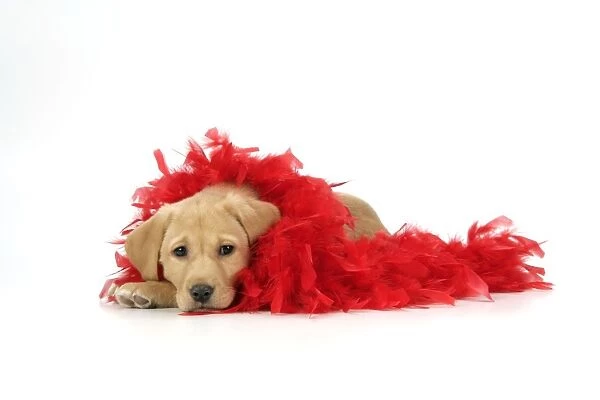 DOG. Labrador Retriever puppy (9 wks old) with red feather boa