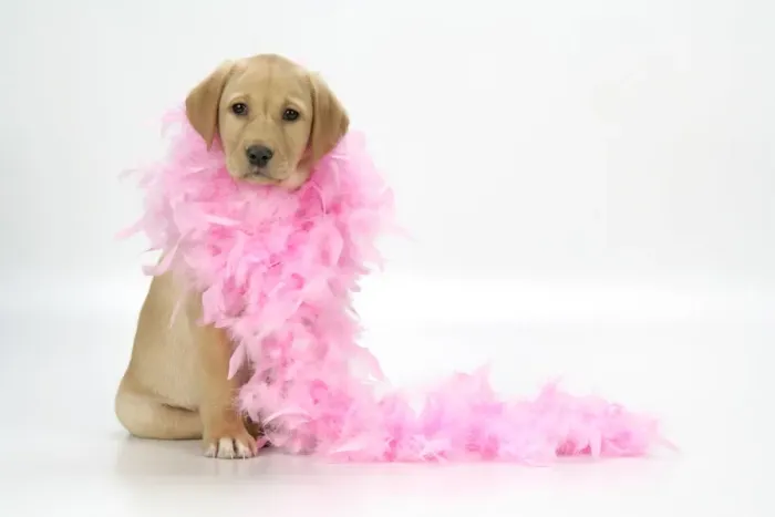 Framed Print : DOG. Labrador Retriever puppy (9 wks old) with pink feather boa Framed Print : DOG. Labrador Retriever puppy (9 wks old) with pink feather boa