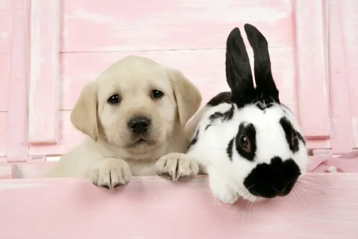 Framed Print : DOG. Labrador retriever puppy & English rabbit in a wooden box Framed Print : DOG. Labrador retriever puppy & English rabbit in a wooden box