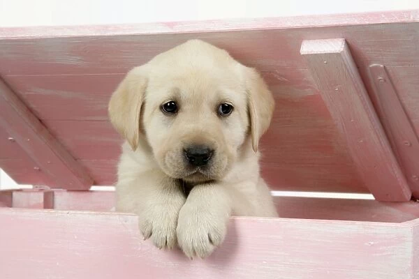 DOG. Labrador retriever puppy looking out of a wooden box