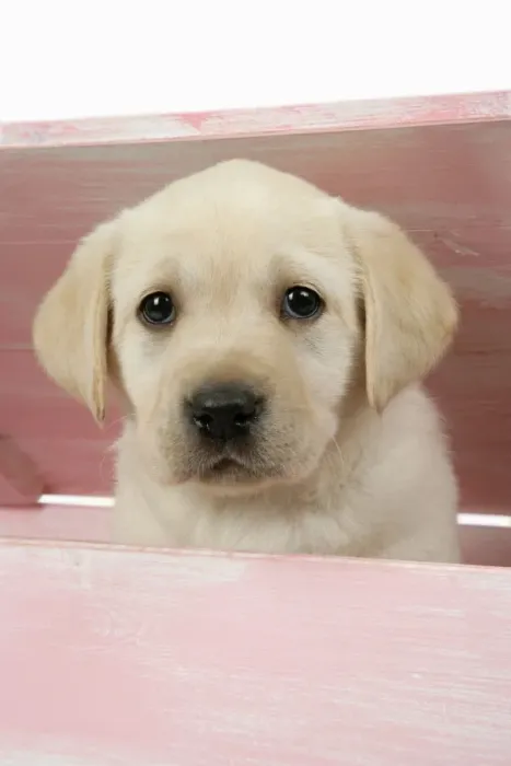 Framed Print : DOG. Labrador retriever puppy looking out of a wooden box Framed Print : DOG. Labrador retriever puppy looking out of a wooden box