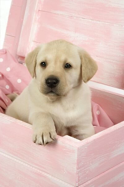 DOG. Labrador retriever puppy in a wooden box