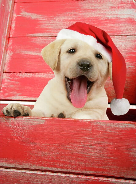 DOG. Labrador retriever puppy in a wooden box wearing a Christmas hat Digitally manipulated image. JD hat added, background colour changed