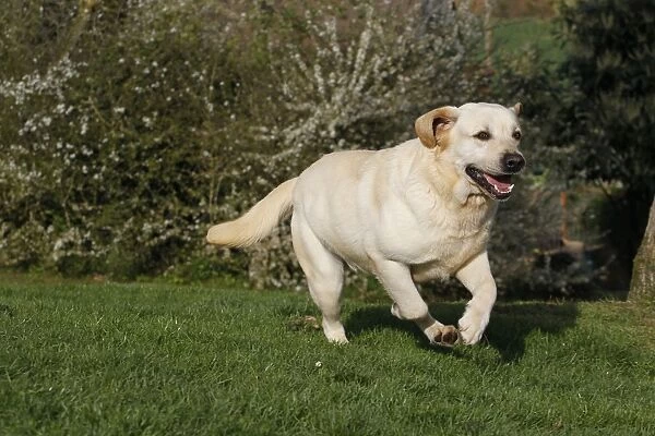 Dog - Labrador running