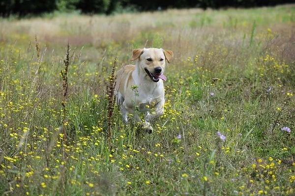 Dog. Labrador running in field