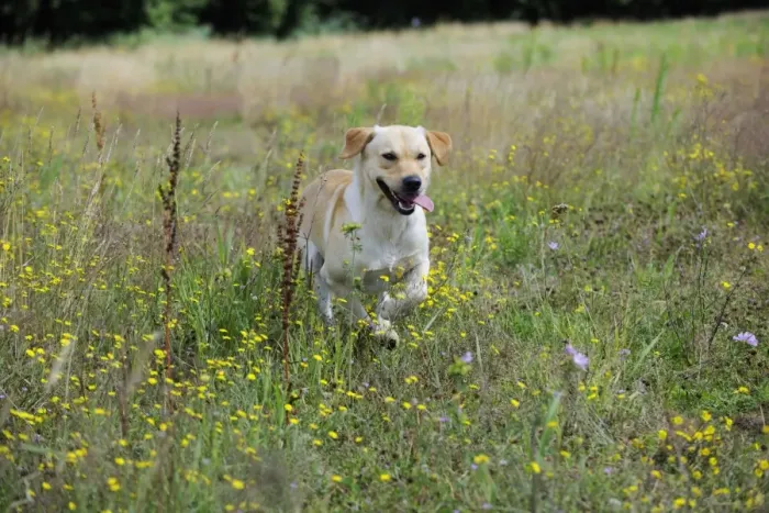 Framed Print : Dog. Labrador running in field Framed Print : Dog. Labrador running in field