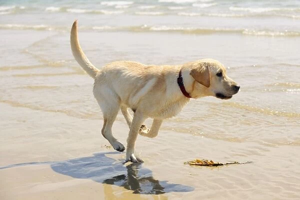 DOG. Labrador running in surf